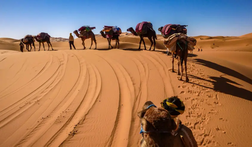 Camel Trekking Tours in Morocco
