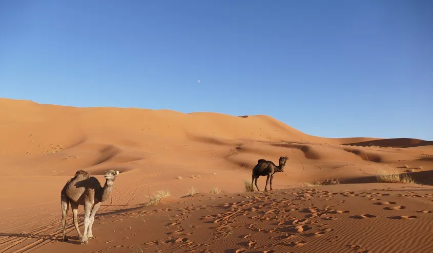 Camel trekking in Erg Chegaga desert