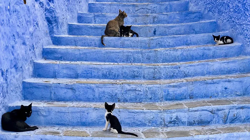 Meet the Friendly Cats of Chefchaouen